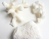 Small White Coral Pieces - 3 pcs.
