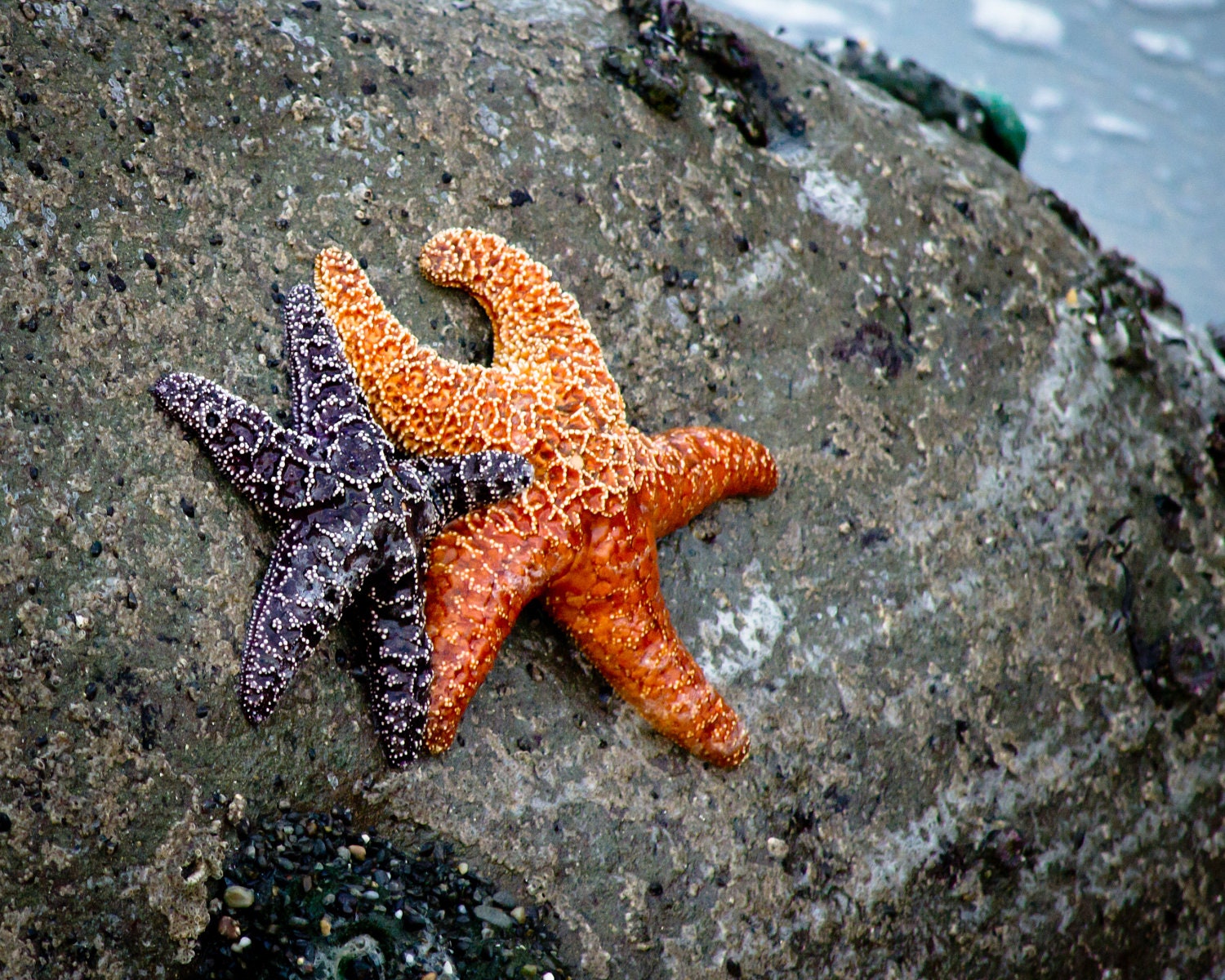 Starfish, Best Friends, Orange and Purple, Pacific Ocean 8 x 10 Photography