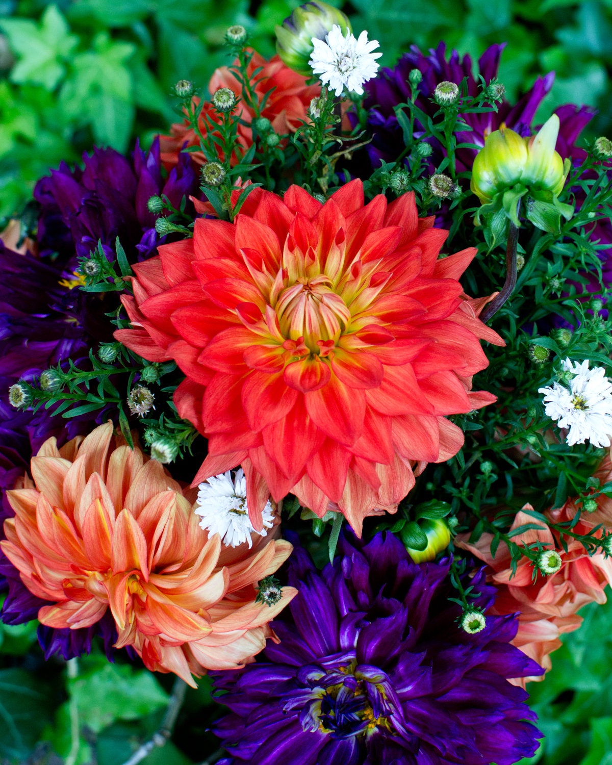 Dahlias, Fall Flower, Flower bunch, September Flower, 8 x 10 Photography