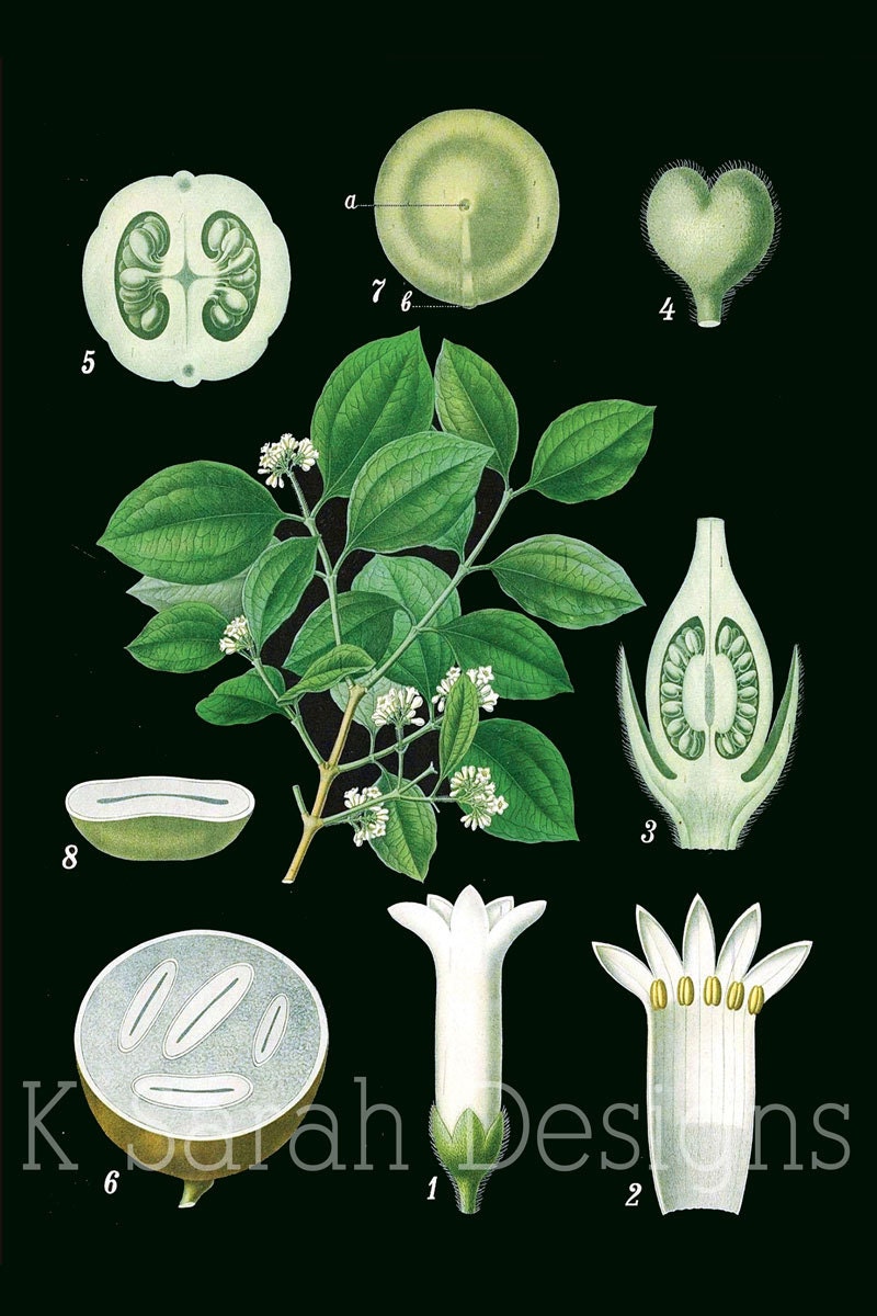 Black Background Botanical Chart Art - 20x30