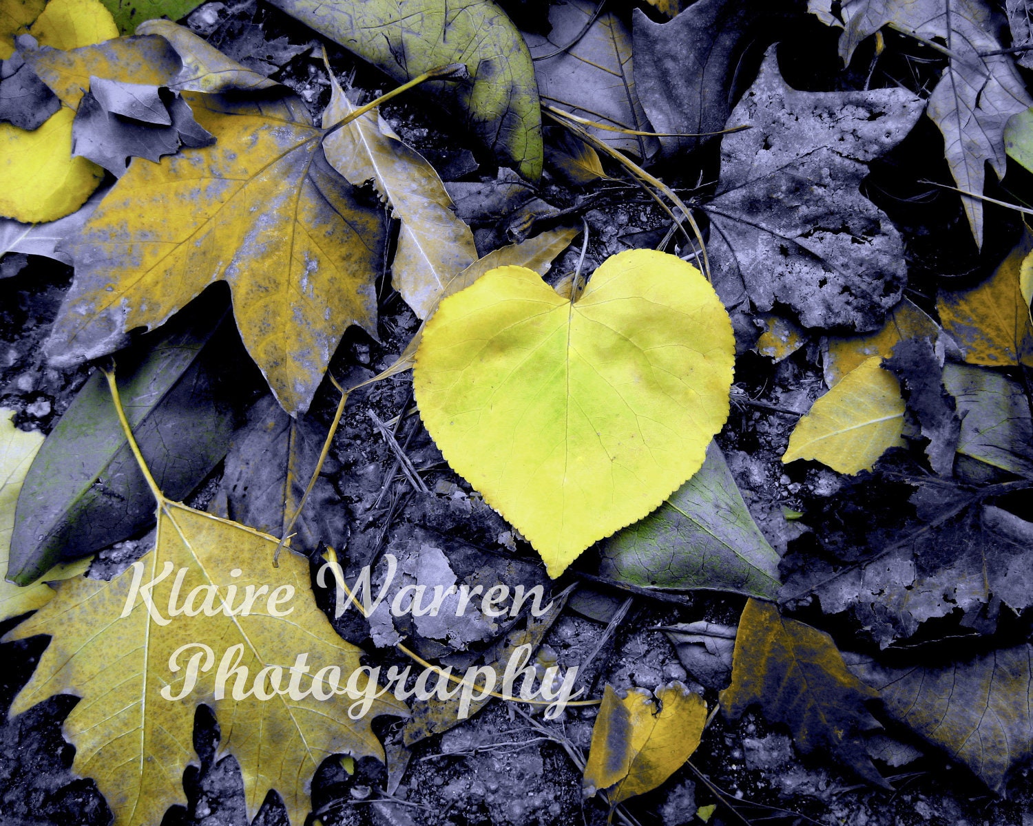 Yellow Heart, Sierra Vista, Arizona Photography Print By Klaire Warren 8X10 Matted 11X14 Inspirational Artwork for the Home