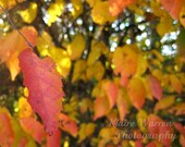 Transition Leaves, Largo, Maryland Photography Print By Klaire Warren 8X10 Matted 11X14 Inspirational Artwork for the Home