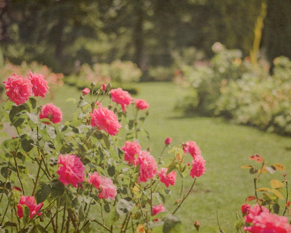Nature Photography 8x10, Rose Garden Photograph,  Bright Pink Green Flower Photo,  Floral Home Decor, Art for Gardeners, Summer Print