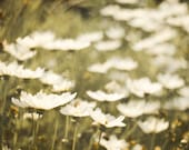 Daisy Photograph 8by10, Dreamy Flower Cottage Decor, Shabby Chic Wall Art, Green White Nature Nursery Picture, Floral Photography, tbteam