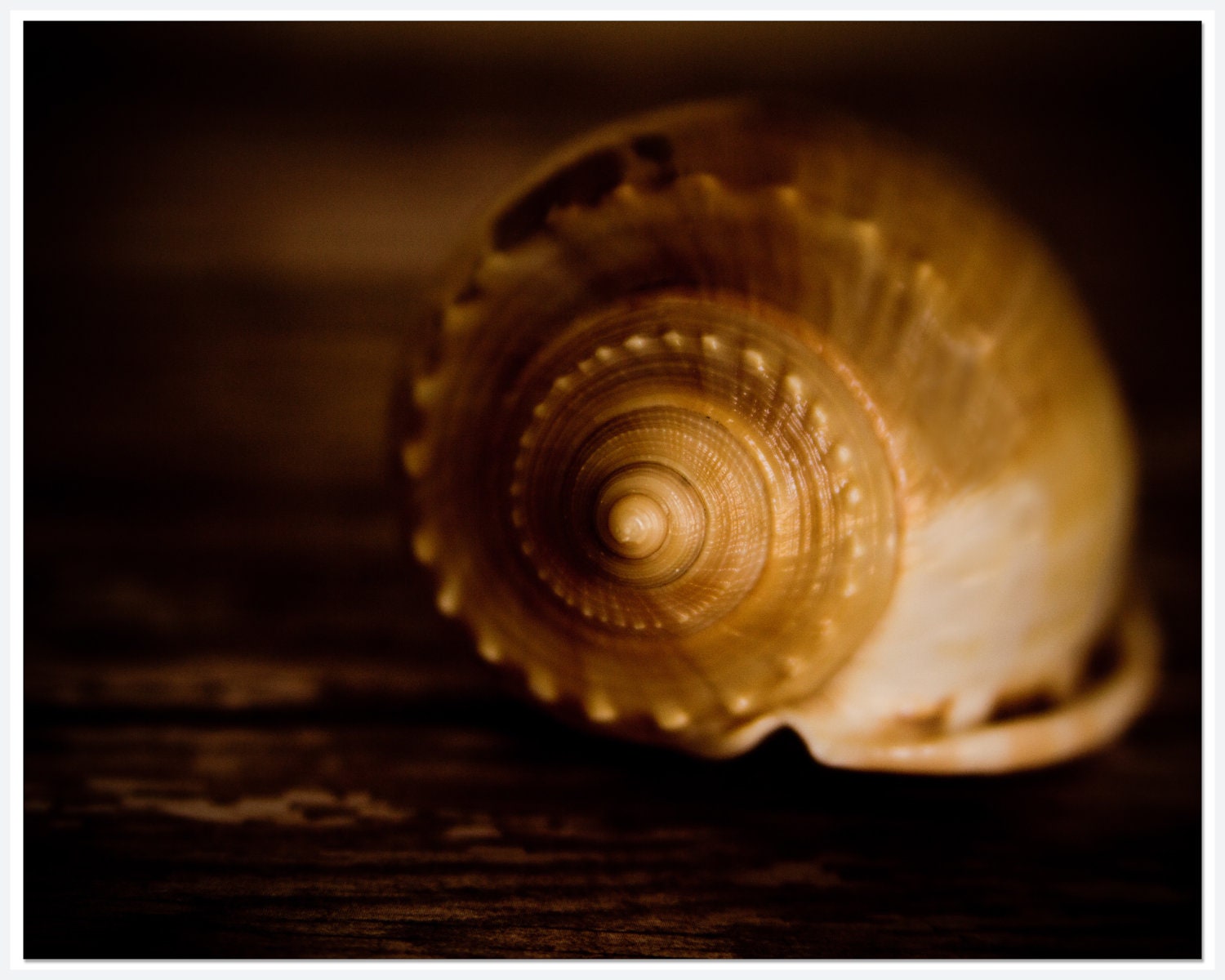 Coffee Caramel Seashell Photograph, Beach Photograph 8x10, Bathroom Decor, Guest Room Photograph, Rustic Beach photo
