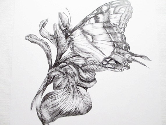 Fine Art Blank Greeting Cards Stationery Black and White Blank Note Cards Butterfly Iris Art Print Stationary Pencil Drawings