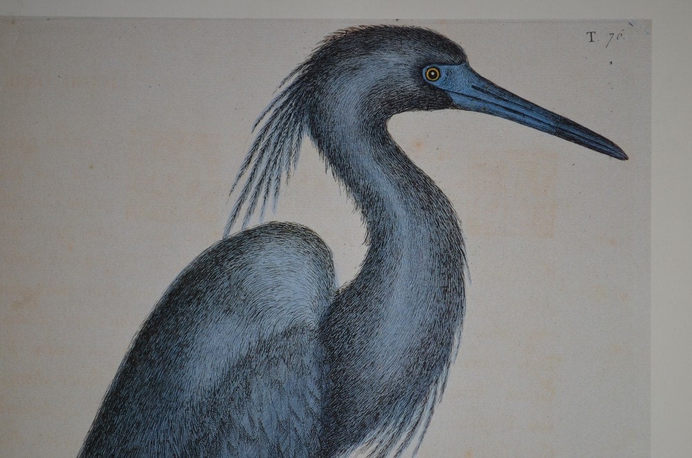 vintage Smithsonian print of blue heron