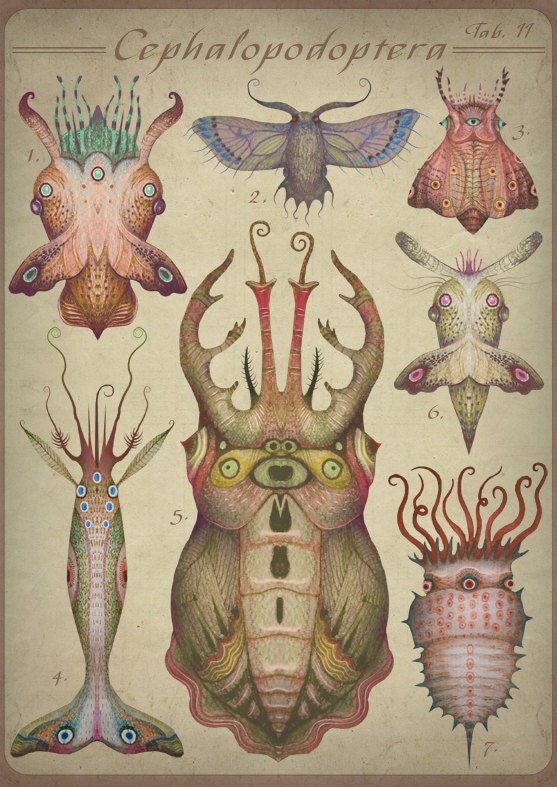 Cephalopodoptera tab II - Art print