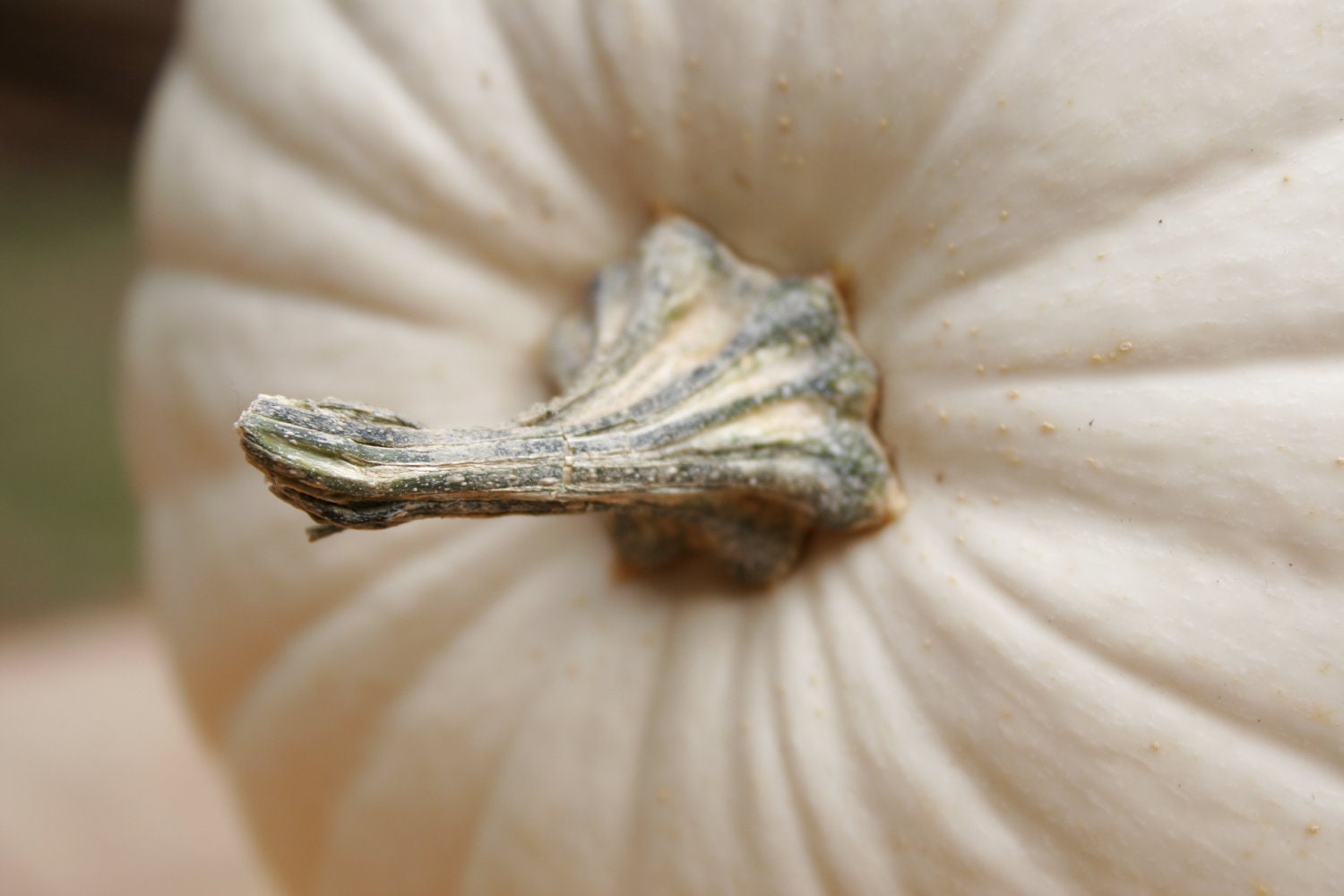 Halloween Autumn Decor Photograph The Great White Pumpkin 2 Fine Art Photography