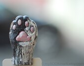 Cat paw. Black and white paw in the book. Funny for child, children, kids, for her, all, hostess. ohtteam