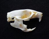 Real Rat Skull Bone Rodent Animal Skull Taxidermy Bones Skulls from Black Rat
