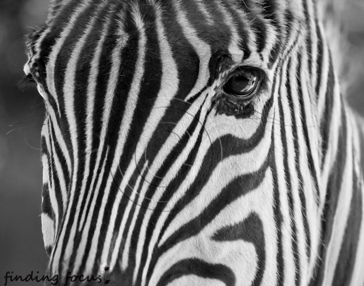 Zebra Photo, Black & White Striped Animal Face Wildlife Zoo Safari Print, Kids Minimalist African Wall Decor, 11x14 Close-Up Art Photograph - findingfocus