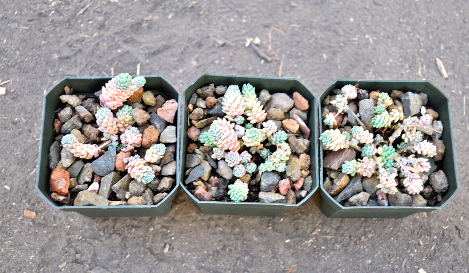 Gorgeous Pink Purple and Blue Sedum Dasypyllum Major - Leafy Stonecrop Plant - Nice Groundcover