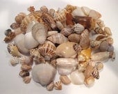 Florida Sea Shells Specimen Collection - Lot of Medium Large High Quality Shell Variety of Colorful Shapes & Sizes