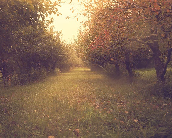 Apple Orchard photo, Landscape photo, nature, tree photo, faded golden tones  - 8x10 fine art photograph