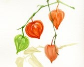 Chinese lantern, Bladder cherry, watercolor original painting, Winter cherry, orange, botanical illustration