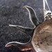 Sterling Silver Sun Brooch Marked Mexico 925 40.00 obo