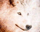 Wolf Fine Art Wall Decor Photo - Textured Wildlife Art - Color Animal Photography