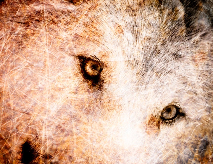 Wolf Photograph - Wildlife Decor Textured Wolf Fine Art Animal Photography Print