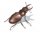 Original Insect Painting, Stag Beetle Painting, Insect Wall Art, Brown Beetle Art, Brown Art, Gouache, 8" X 10"