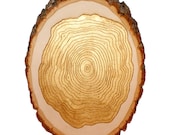 Golden tree ring slab