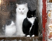 Kittens, Barn, Window, Winter, Rustic, Photo 5x7 - barblassa