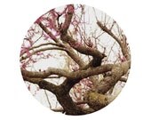 REDBUD. Circular woodland photo. Woodland, pastel, pink and brown, bohemian, nature, home decor.