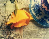 Fine Art Photography - Yellow Rose - 11x17" - Printed to Order