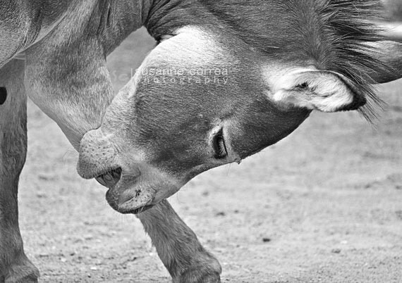 12x18, fine art photography, home decor, Burro. Bonnie Springs, Las Vegas, eye, black and white