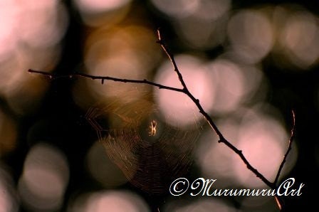 Spider's Web, Bokeh Photo, Forest, Fine Art Photography, 12 x 7.88"