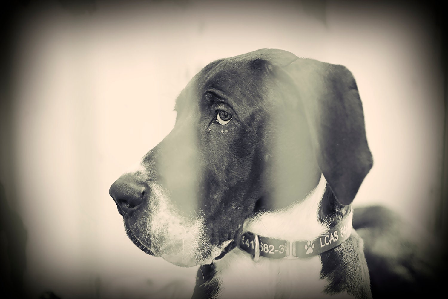 Dog photography- great dane-shelter dogs-pet photography- rustic vintage