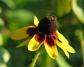 Clasping Coneflower, Wildflower, 100 Flower Seeds, Attracts Butterflies