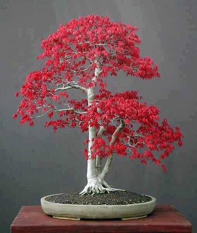 Bonsai Tree Seeds on Japanese Red Maple Bonsai Tree Seeds Grow Your Own By Cheapseeds