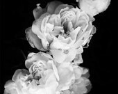 Aurora. Moonlight Collection. 8X10. Black and white photography. White roses. Delicate petals. Antique look. Wall art. Art print.