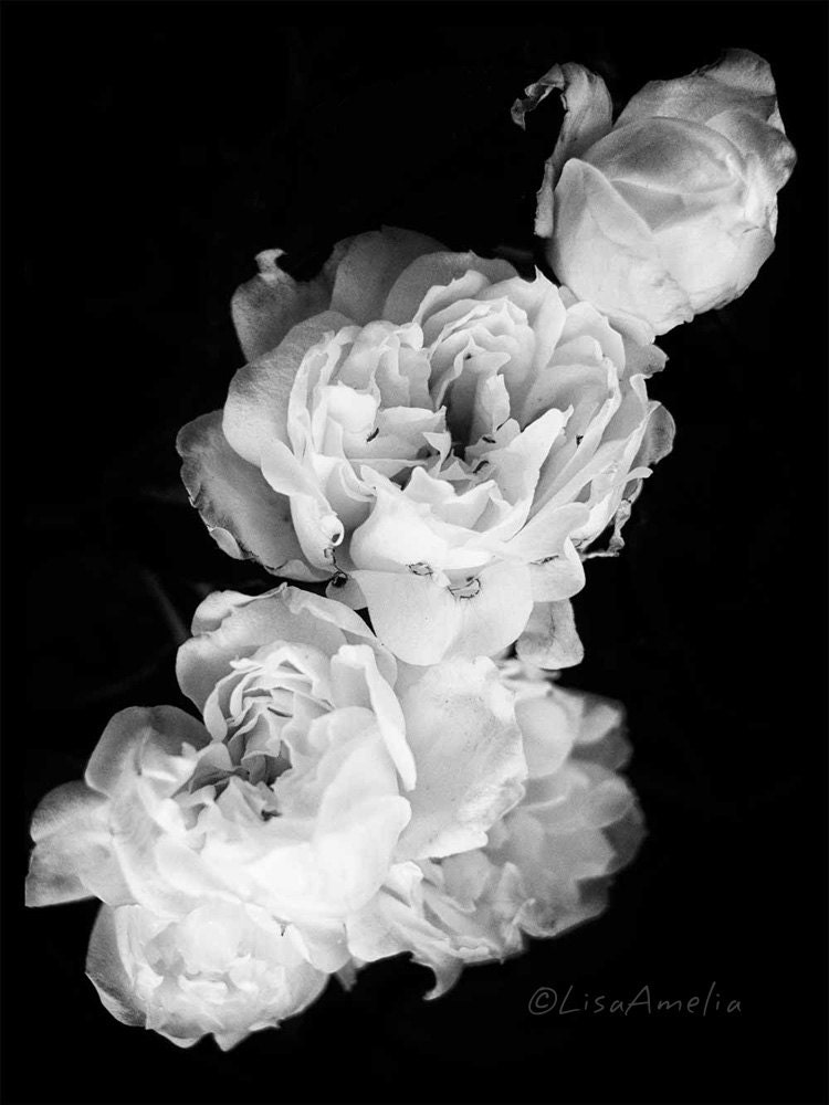 Aurora. Moonlight Collection. 8X10. Black and white photography. White roses. Delicate petals. Antique look. Wall art. Art print.