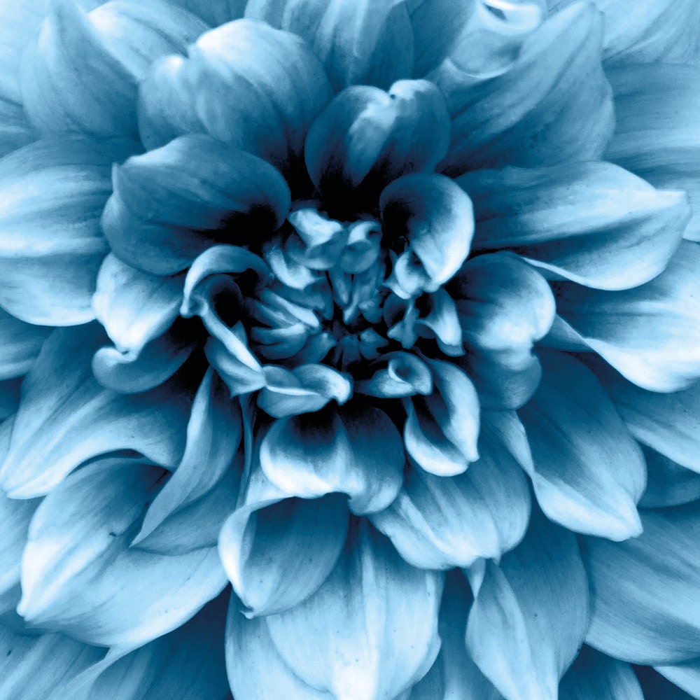 Blue Dahlia Greetings Card 6x6"