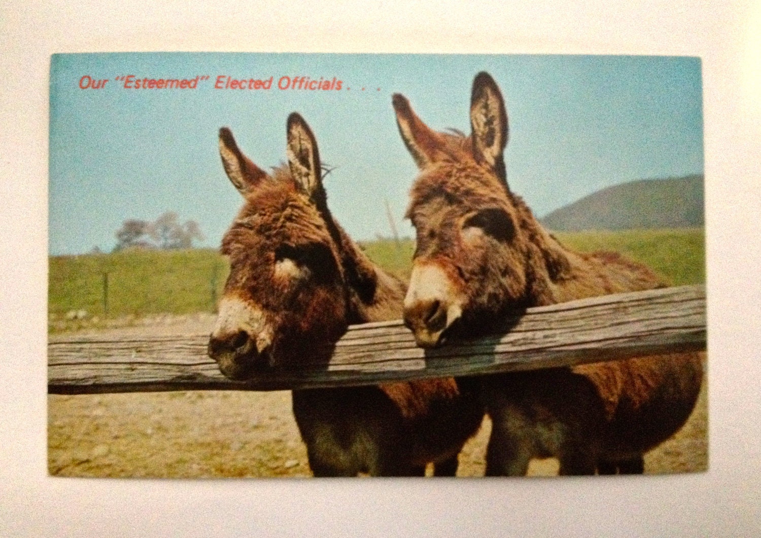 Our "Esteemed" Elected Officials donkeys vintage postcard