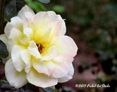 White Rose Photograph, Flower Photography, Nature Photography, 8x10 Print by Prchal Art Studio