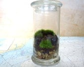 Tall Cool Terrarium....A Modern Green Glass Terrarium Send a Terrarium as a Gift...Moss Terrarium Live Plants
