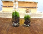 Our Itty Bitty Terrarium Set....Terrarium Miniature Terrarium Indoor Garden Apartment Garden Live Moss Miniature Green Modern Gift