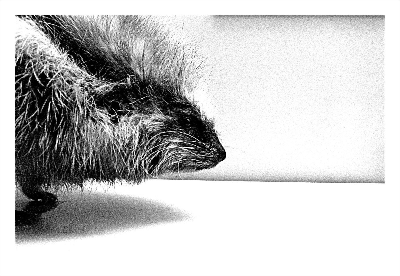 Animal Bodies B&W - Set of 3 - 5x7 - Surreal Fine Art Photograph - Black Friday Etsy Cyber Monday Giraffe Porcupine Jellyfish