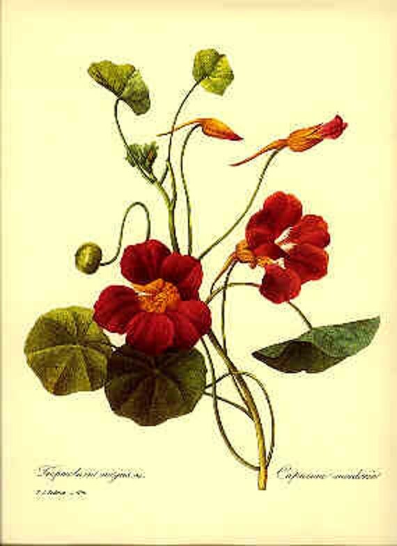 Redoute Botanical Print -  - Capucine- 139
