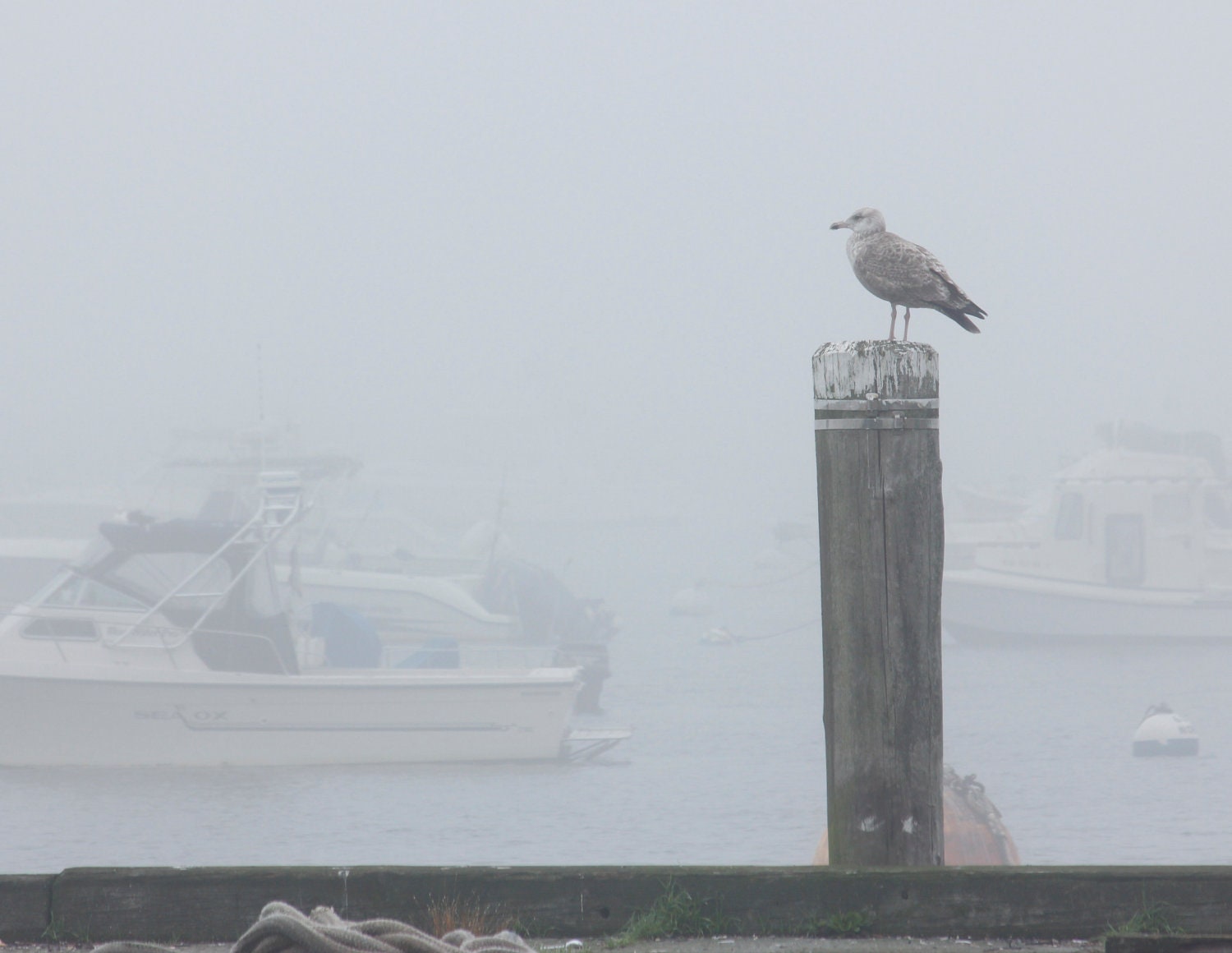 Fog, Seagull, Photography, Plymouth Mass, Waiting for the Sun, Plymouth Harbor, New England, Boats