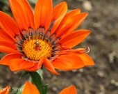 8x10 Orange Flower Photograph Bug Nature Photography fine art