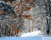Snow Tunnel, Minnesota, Winter Photography, Fine Art Print, Nature, 8x10 Print, Home Decor, Landscape
