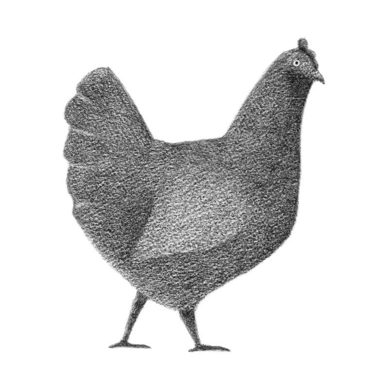 Chicken art - 4x6 fine art print - Black and white chicken