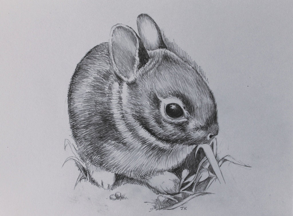 Cute Baby Rabbit Original Hand Drawn Pencil Artwork by Kaysarts