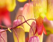 Fine Art Photography Card Vibrant Macro Flower
