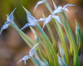 Fine Art Photography Card Macro Photography Flowers Green White Blue