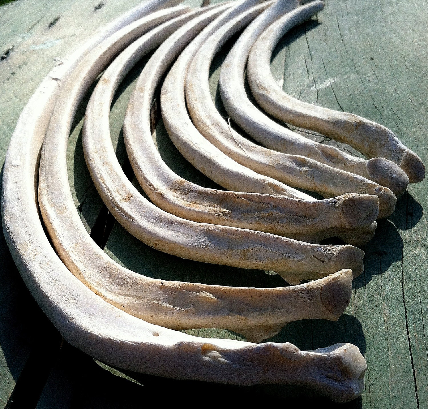 Ribs Bones Animal bones Set of 8 rib bones by riverpirates on Etsy